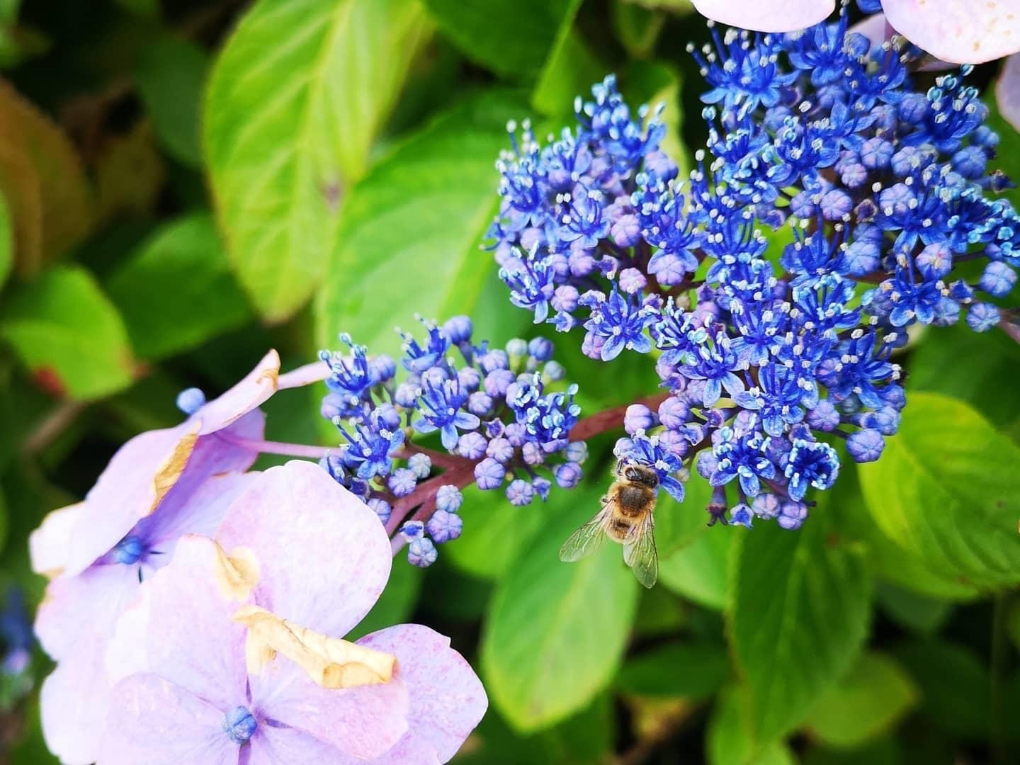 Blue + Pink flowers