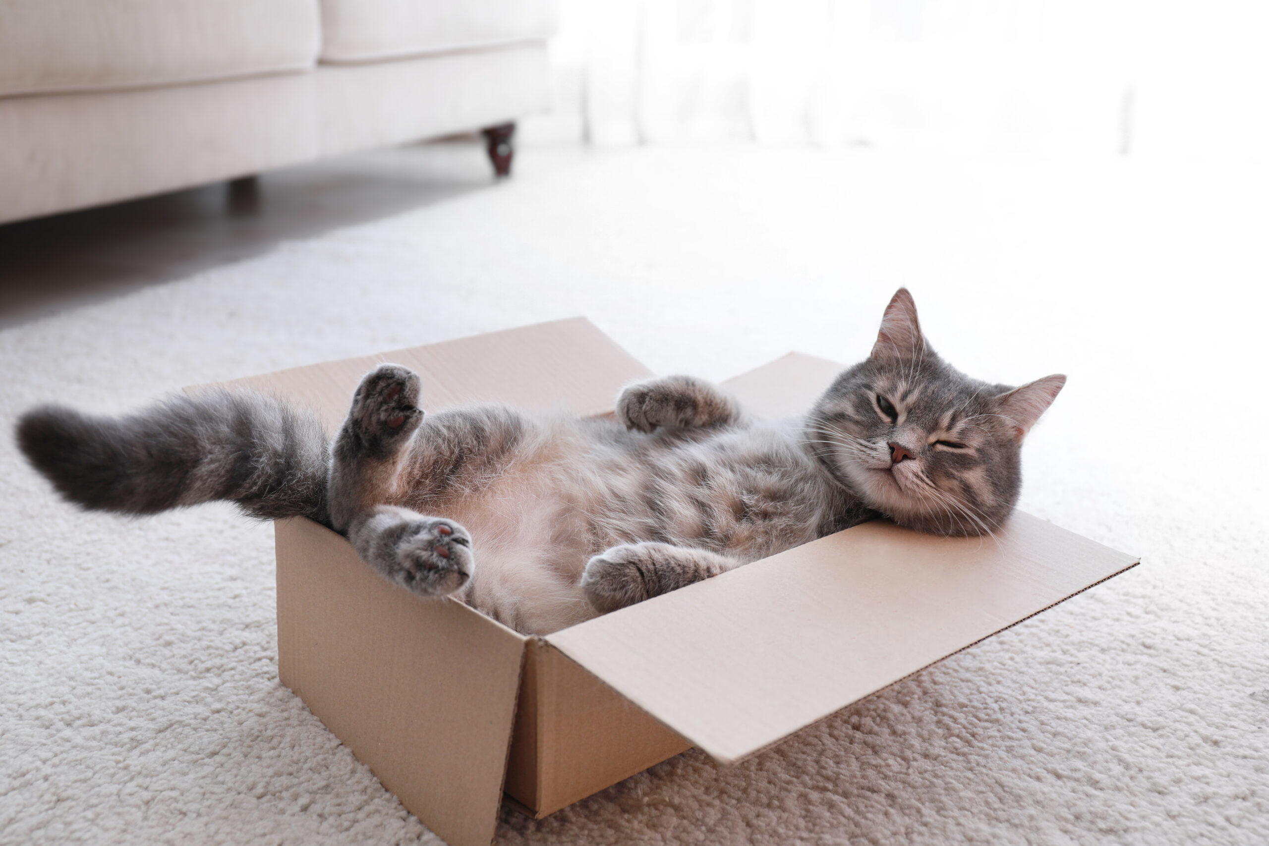 Grey tabby cat in a cardboard box